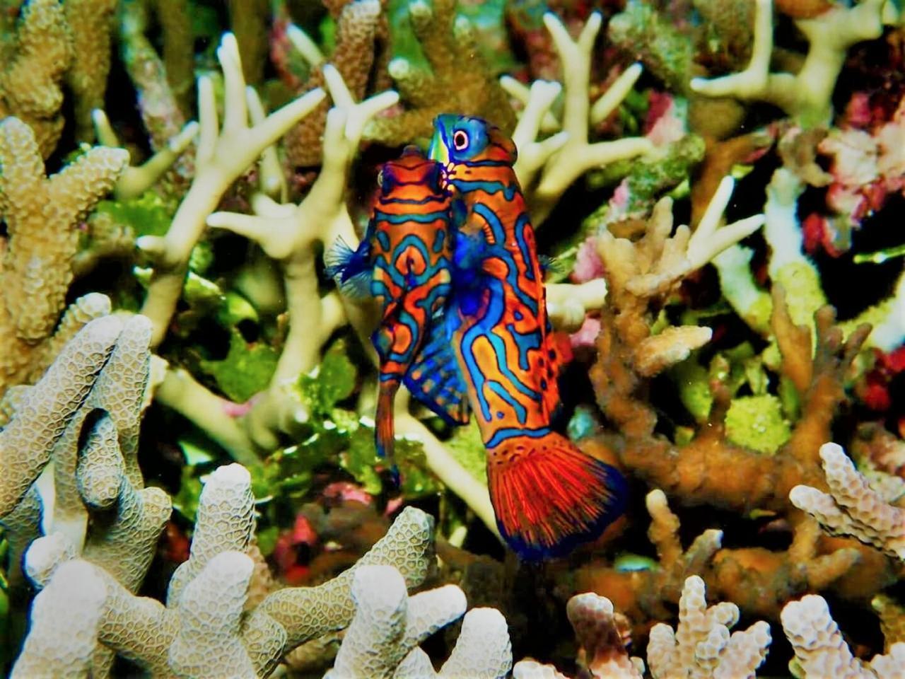 Apo Diver Beach Resort Сан-Хуан Экстерьер фото